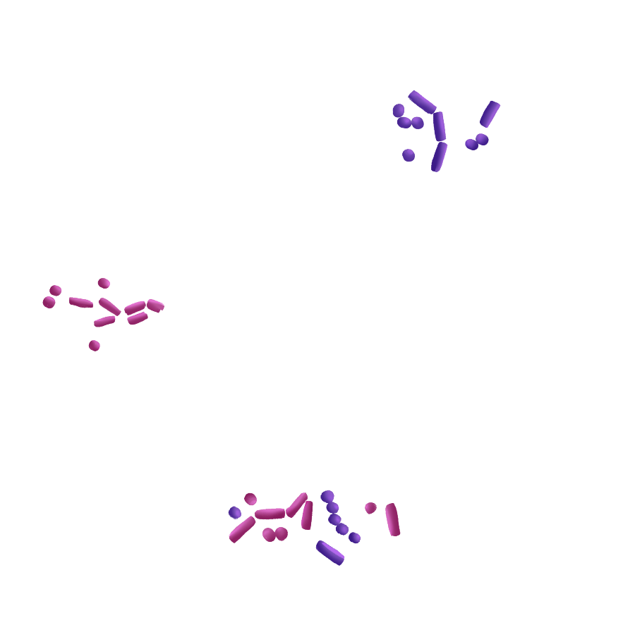 Gram Stained Bacteria - Purple and Pink