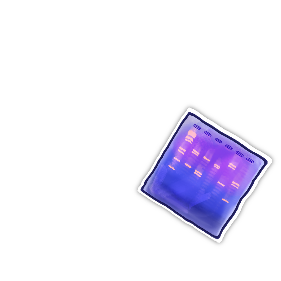 Gel Electrophoresis Result Sticker