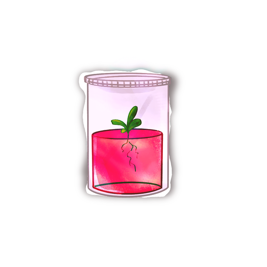 Plant Tissue Culture Sticker